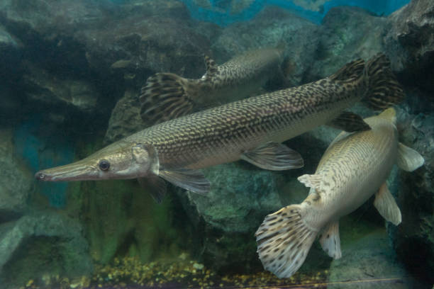 istock Alligator gar fish in aquarium. 1128397299
