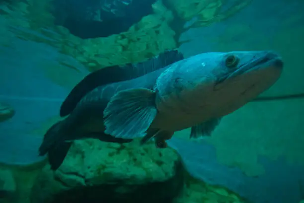 Giant snake head fish in aquarium tank.