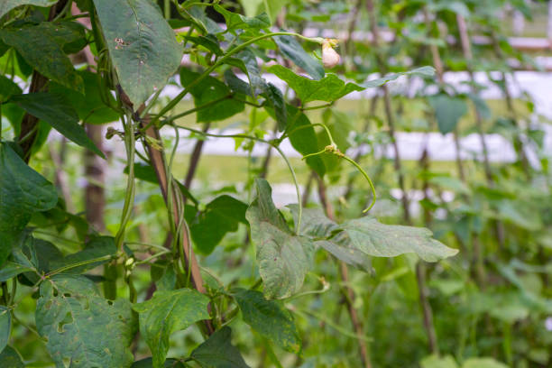 istock Long bean plants in vegetable garden. 1128398046