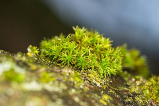 istock Close-up of wet moss on a tree, Germany 1128399737