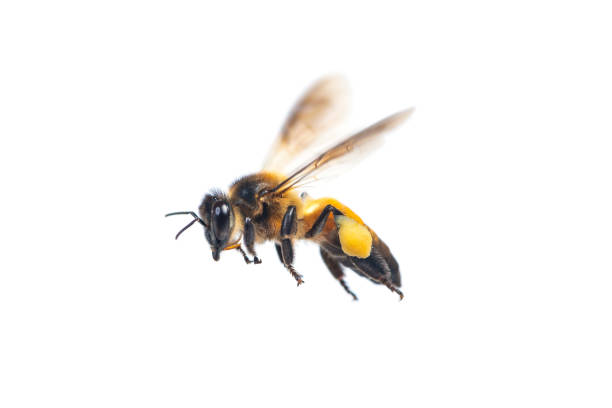 istock A close up of flying bee isolated on white background 1128401251