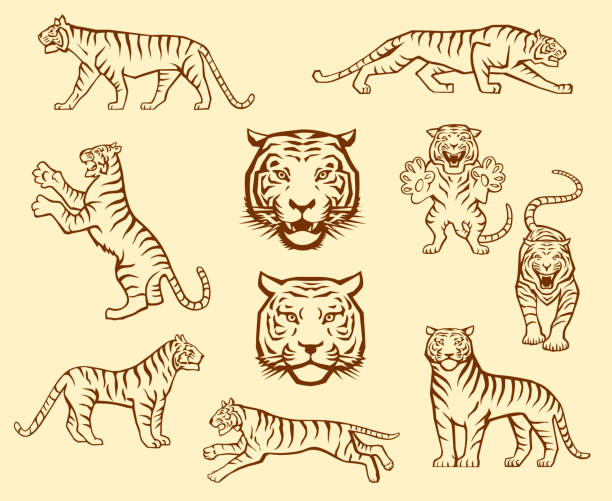 illustrazioni stock, clip art, cartoni animati e icone di tendenza di set tigre - tiger roaring danger power