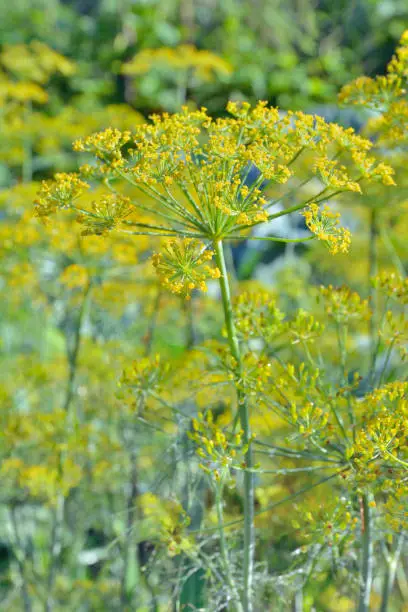 A close up of the plants of dill.