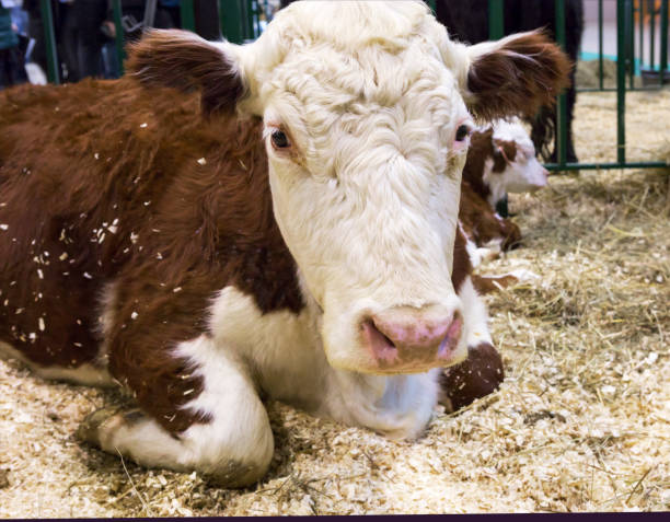 istock Cow. Kazakh white-headed breed. 1128403890