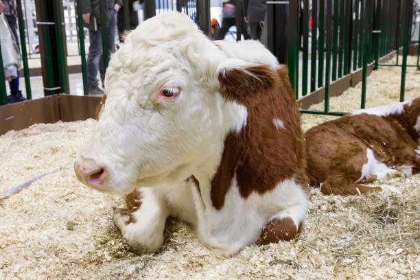 istock Cow. Kazakh white-headed breed. 1128403894