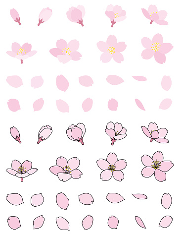 Cherry blossoms bud petal