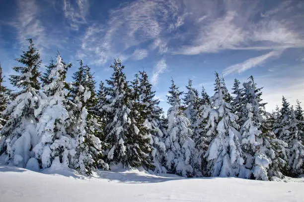 Photo of Group of pine trees covered by thick mantle of snow and bended by winds in Babia hora mountain, Oravske Beskydy Beskid Zywiecki Orava Slovakia Podhale Poland Eastern / Central Europe