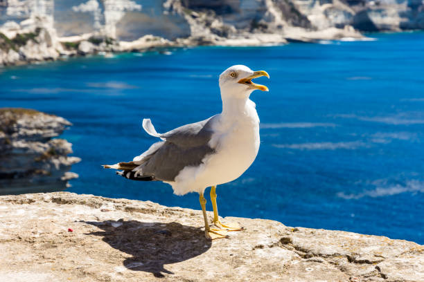 istock Seagull on cliff above the sea 1128410142