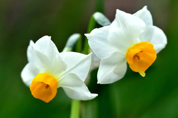 A vigorous, multi-flowering strain with several stems per bulb, fragrant Narcissus tazetta creates lush, full display with two to twenty flowers with spreading petals per stout stem. Narcissus tazetta is also known as paperwhite, Narcissus, Jonquil and polyanthus narcissus.