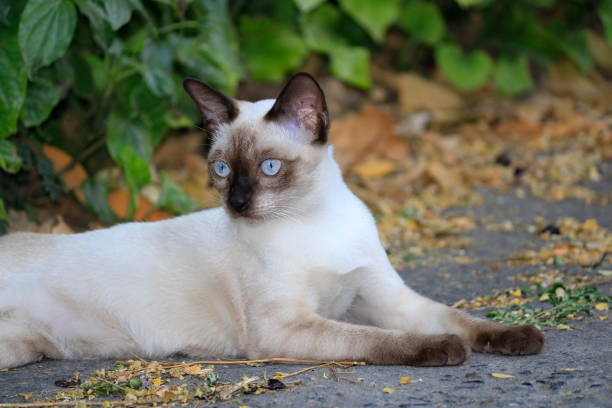 istock The naturalness of a beautiful white cat. 1128410441