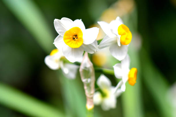 A vigorous, multi-flowering strain with several stems per bulb, fragrant Narcissus tazetta creates lush, full display with two to twenty flowers with spreading petals per stout stem. Narcissus tazetta is also known as paperwhite, Narcissus, Jonquil and polyanthus narcissus.