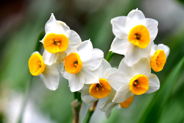 narcissus tazetta / paperwhite narcisse - flower winter narcissus daffodil yellow photos et images de collection