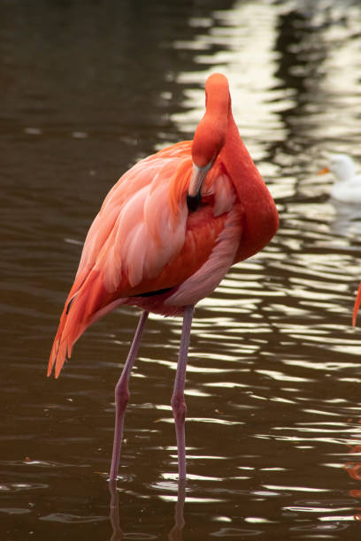 istock Flamingo, Red Flamingo, 	Phoenicopteriformes 1128410862