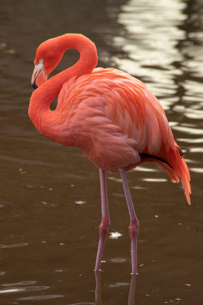 istock Flamingo, Red Flamingo, 	Phoenicopteriformes 1128410877