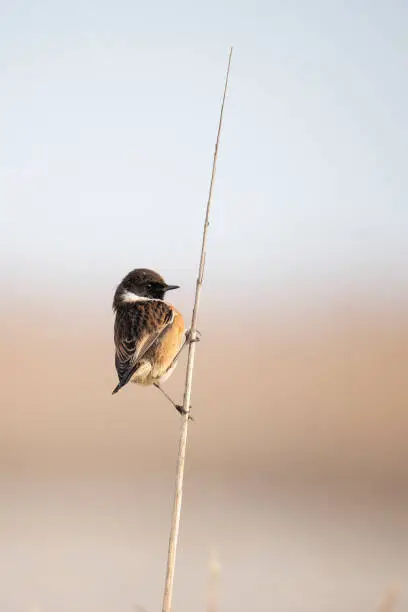 Emberiza schoeniclus, the Reedbunting