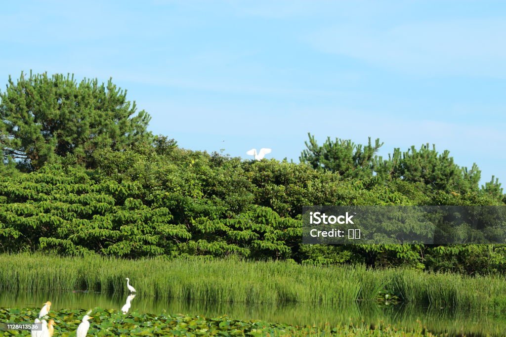 Gotari nails, essine, lake, water leek, This is the view of Gotari Nail in Jeju. Algae Stock Photo