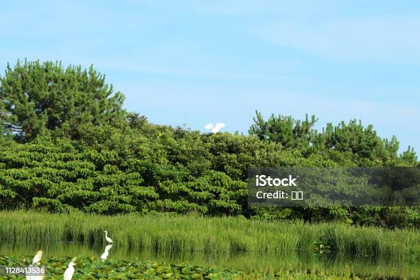 Gotari Nails Essine Lake Water Leek Stock Photo - Download Image Now - Algae, Animal, Backgrounds