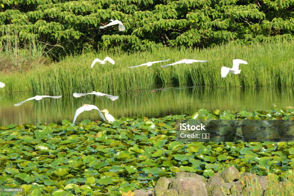 Gotari nails, white sands, lakes, water leeks, This is the view of Gotari Nail in Jeju. Algae Stock Photo
