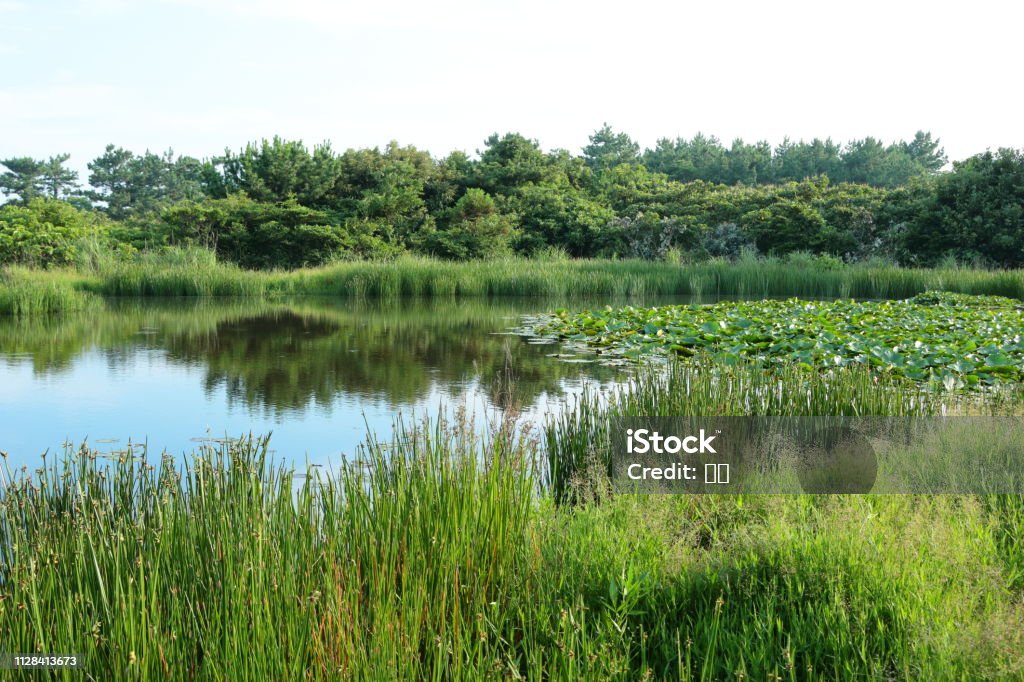 Gotari nails, essine, lake, water leek, This is the view of Gotari Nail in Jeju. Algae Stock Photo