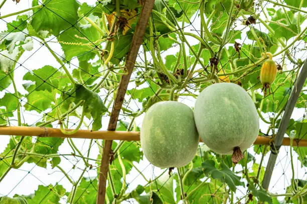 Photo of Winter melon many trees on the farm.