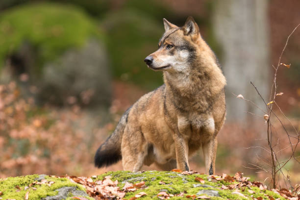 istock eurasian wolf in autumn, Canis lupus lupus 1128416786