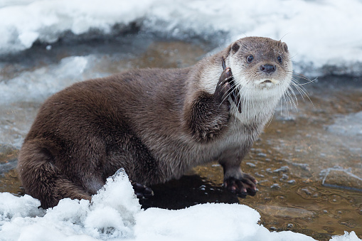 close up of a eurasian otter on a frozen river holding a piece of wood like a phone, germany