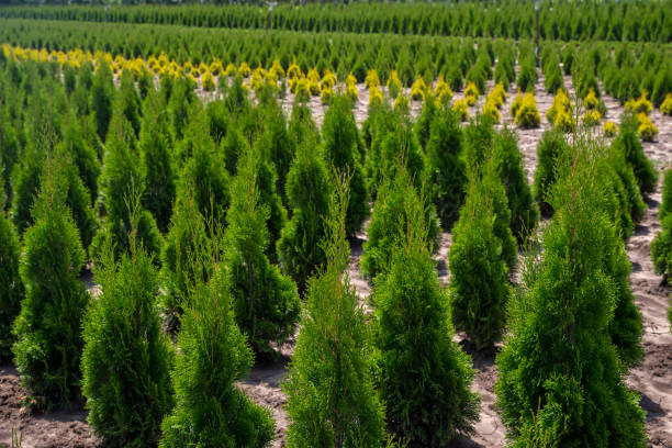 istock thuja planting garden 1128419343