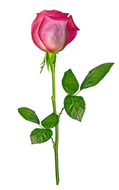 istock flower buds of roses 1128420159