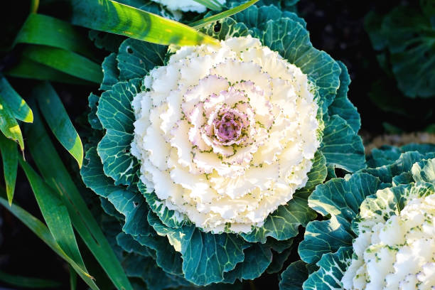 istock ornamental cabbage in the garden in summer 1128422996
