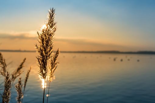 Beautiful orange sunset behind reed at a lake