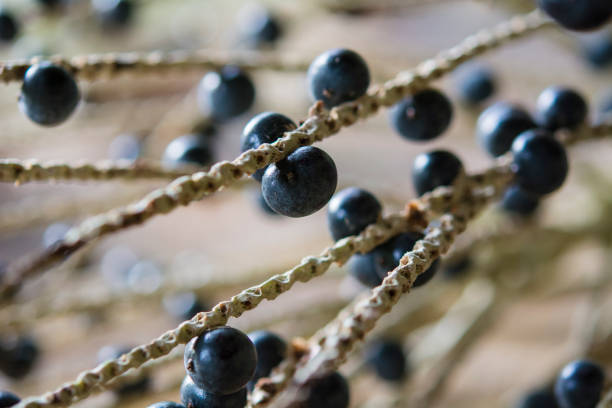 Açai acai berry fruit A picture showing the açai fruit before harvesting. palm fiber stock pictures, royalty-free photos & images