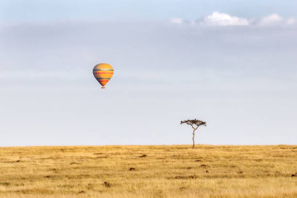 Lone acacia tree with vultures, on the open grassland of the Masai Mara, with a hot-air balloon in the sky