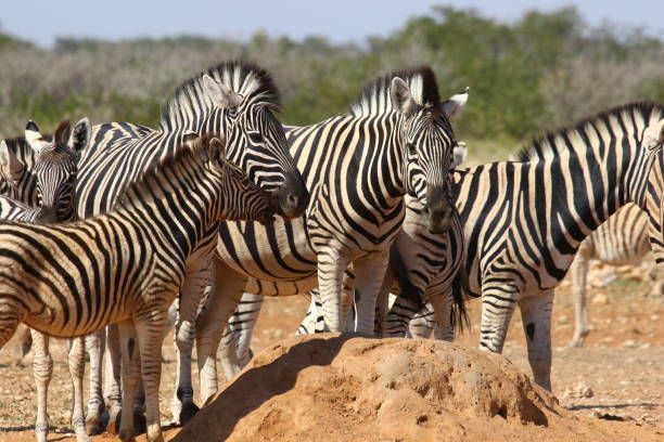 istock Zebras in Africa 1128430861