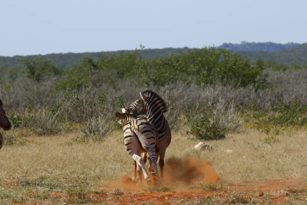 istock Zebras in Africa 1128430904