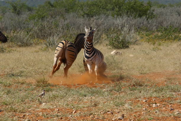 istock Zebras in Africa 1128430942
