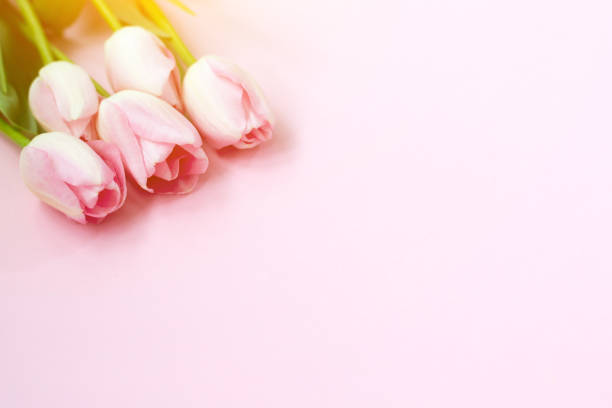 istock Pink tulips on the pink background. Flat lay, top view. Valentines background 1128431125