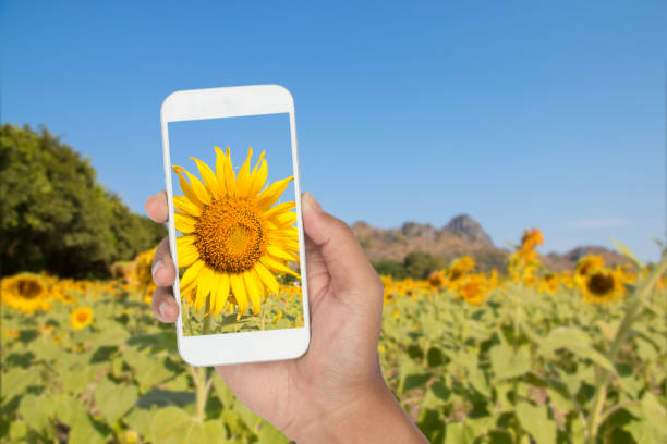 istock smartphone with sunflower field background 1128431176