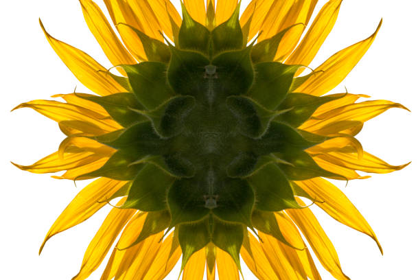 sunflower isolated on white background - clipping paths