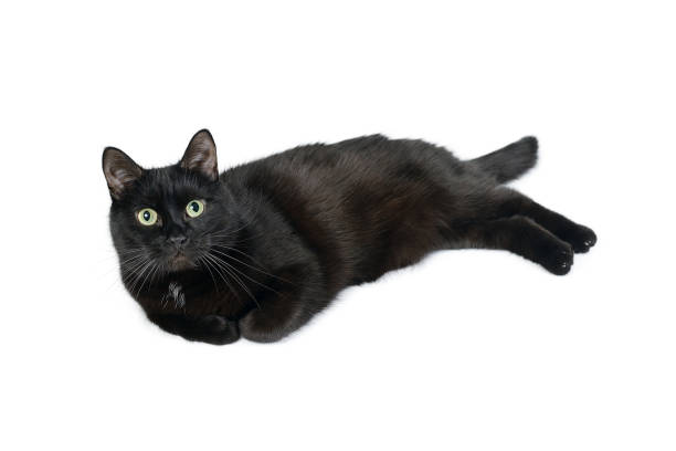 istock Black cat breed Bombay is lying on white background 1128431335