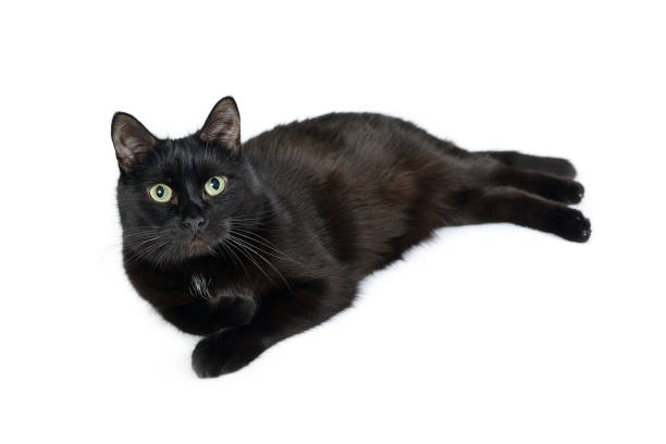 istock Black cat breed Bombay is lying on white background 1128431342