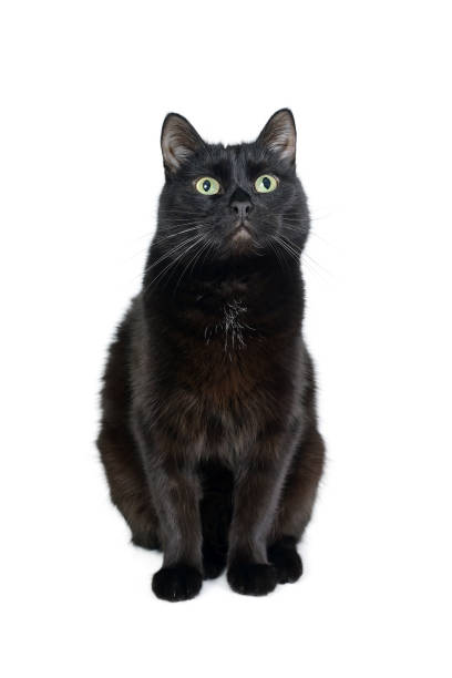 istock Cute black cat sitting on a white looking in camera 1128431856