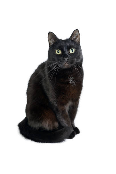 istock Cute black cat sitting on a white looking in camera 1128431879