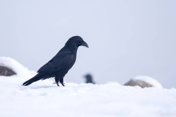 istock Raven high in the mountain alone in the winter 1128431897
