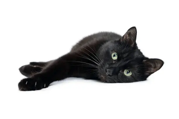 Black cat is lying on its side with its front paws stretched out and looking at the camera, isolated on a white background