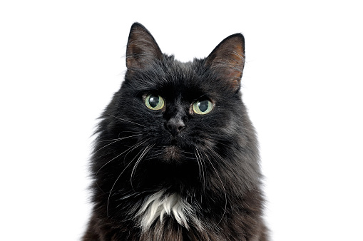 Head of a black cat on a white background. Studio portrait of a black cat looking into the camera isolated on white background