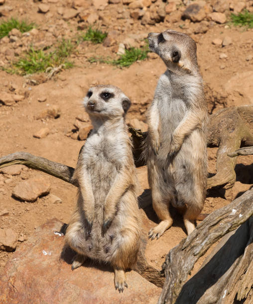 istock The meerkat watching and guarding in safari 1128431990