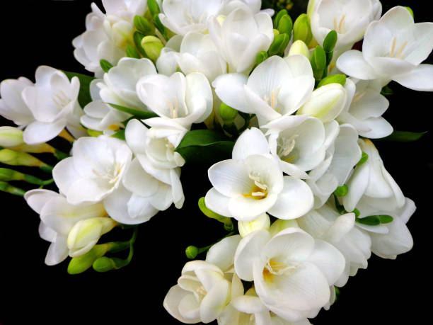 White fragrant spring flowers on dark background, Freesia bouquet