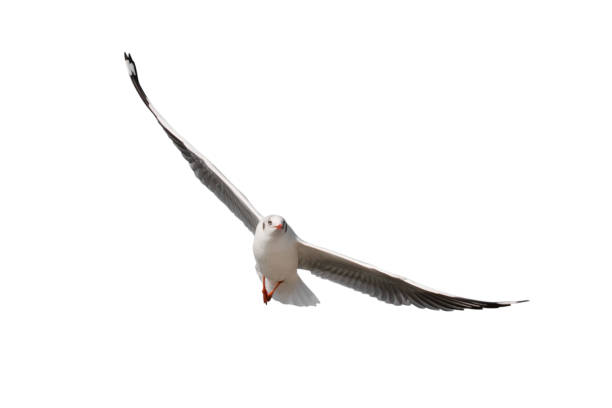 istock Seagull flying isolated on white background - clipping paths 1128432115