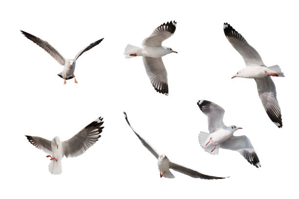 istock set of seagulls isolated on white background. 1128432120