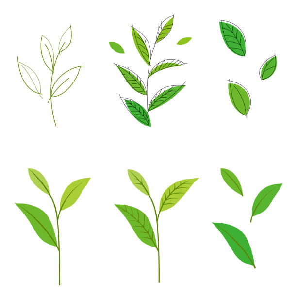 ilustraciones, imágenes clip art, dibujos animados e iconos de stock de hoja de té - green tea illustrations
